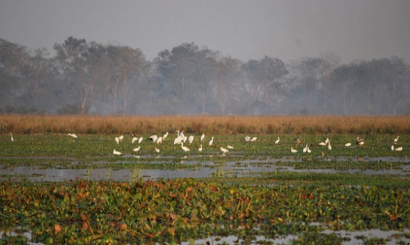 parks-in-Assam-bordoibam-bilmukh-bird-sanctuary