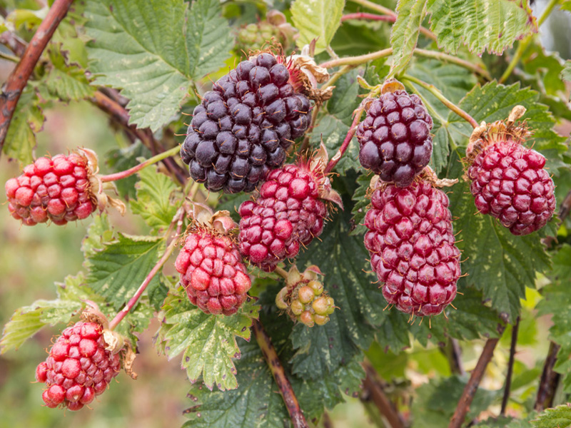 Geriausi „Boysenberry“ privalumai + mitybos faktai & amp; Šalutiniai poveikiai