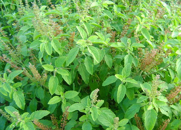 Tulsi nuo spuogų