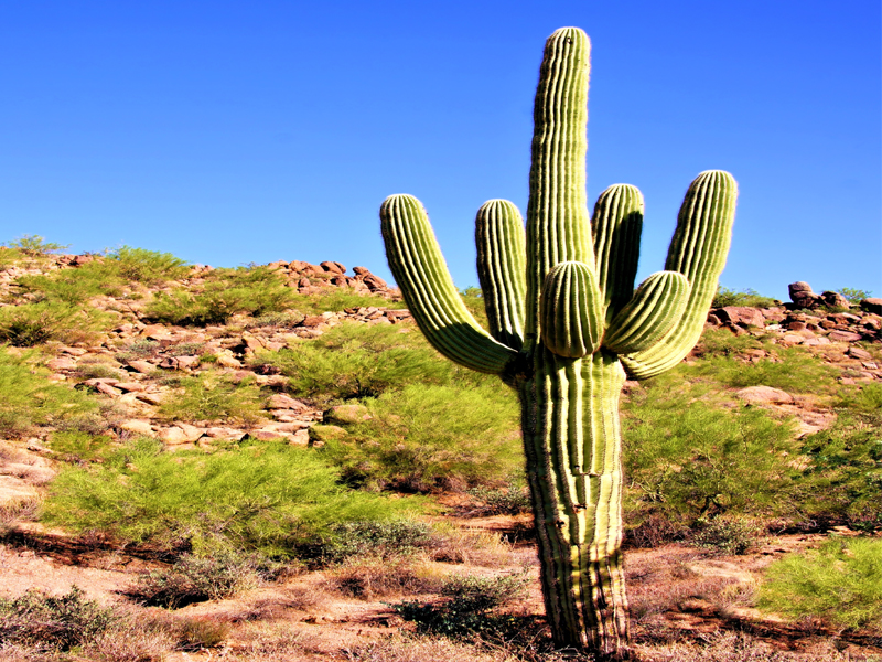 Saguaro nauda (saguaro kaktusas) su mitybos faktais