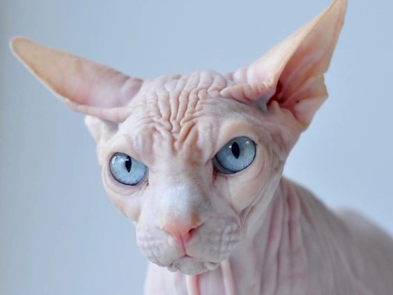 Cat Fear Pets Συμβουλές Sphynx Cat