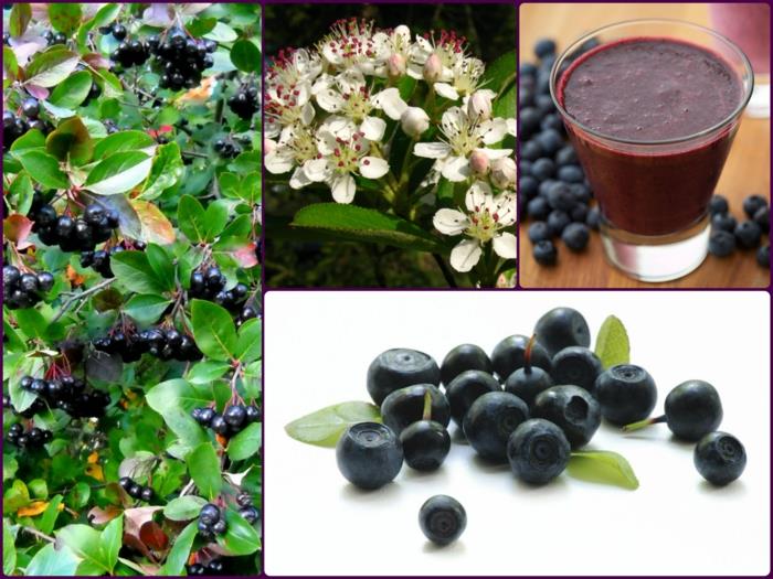 Chokeberry Chokeberry Plant Fruits Juice