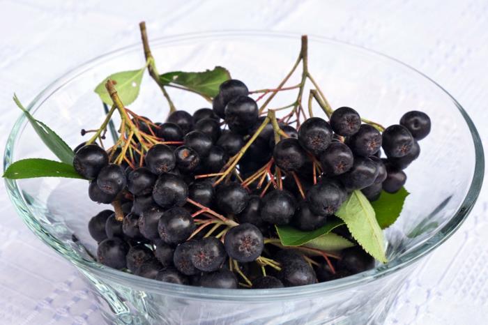 Φλούδα φρούτων Chokeberry Chokeberry Plant