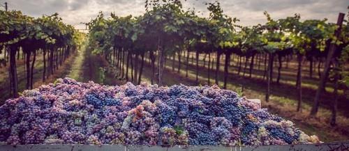 Επιλεγμένοι προορισμοί τον Σεπτέμβριο Napa Valley Grape Harvesting Grapes Vineyards