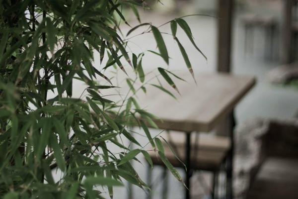 Φυτό εσωτερικού χώρου από μπαμπού Phyllostachys aurea που φροντίζει το μπαμπού