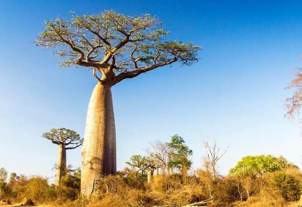 Φρούτα Baobab Πού είναι η μητρική του boabab