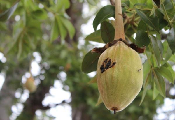 Φρούτα Baobab στο δέντρο Σούπερ φρούτα από την Αφρική