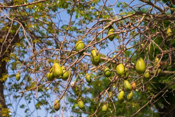 Ο καρπός Baobab στεγνώνει στο δέντρο σούπερ οφέλη για την υγεία