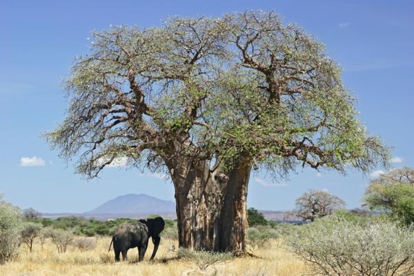 Φρούτα Baobab και σούπερ φρούτα σε σκόνη από το δέντρο boabab της Αφρικής