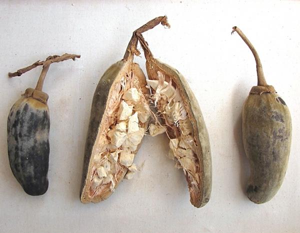 Baobab Fruit and Superfruit Powder Οφέλη για την υγεία