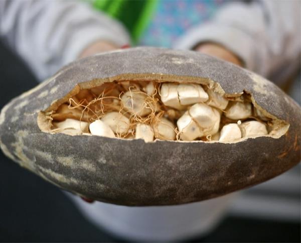 Φρούτα Baobab και σούπερ φρούτα σε σκόνη αποξηραμένα στο δέντρο