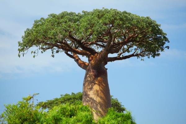 Φρούτα και σκόνη Baobab Πού είναι το δέντρο boabab που προέρχεται από το baobab