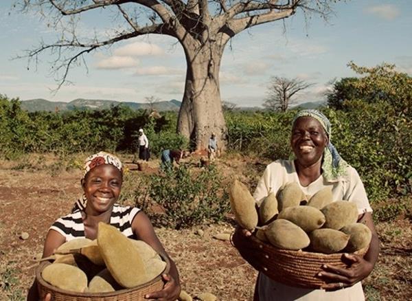 Φρούτα και σκόνη Baobab Πού είναι η μητρική του boabab