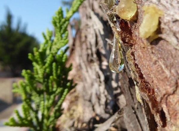 Αφαίρεση χυμού δέντρων από δάσος δέντρων ενδυμάτων