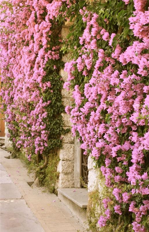 Συμβουλές φροντίδας Bougainvillea και ενδιαφέροντα στοιχεία για το τριπλό λουλούδι αναρριχητικό φυτό εξωτικό τροπικό δάσος