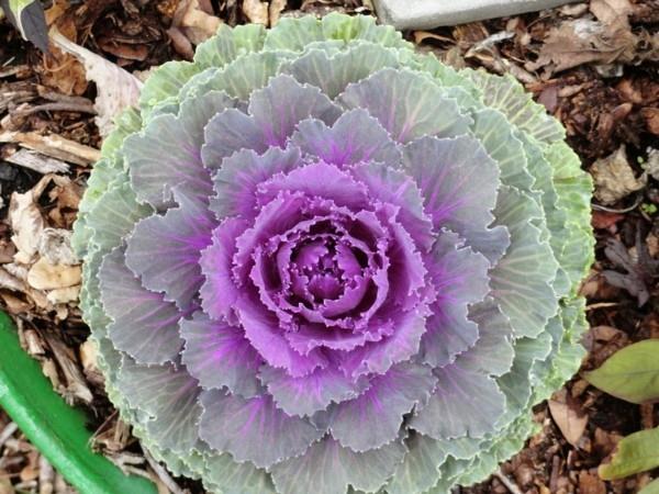 Brassica oleracea var. Acephala διακοσμητικά λάχανα ανθεκτικά φυτά μπαλκονιού