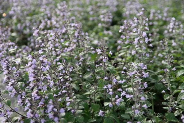 Βουνό μέντα Calamintha nepeta ως βοσκοτόπος μελισσών