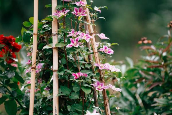 Φροντίδα Clematis και ενδιαφέροντα γεγονότα σχετικά με τα φυτά αναρρίχησης βοήθειας αναρρίχησης clematis