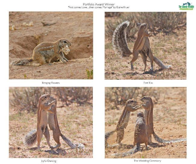 Comedy Wildlife Photography Awards 2019 - Εδώ είναι οι φωτογραφίες που κερδίζουν πρώτα έρχεται η αγάπη μετά έρχεται ο γάμος