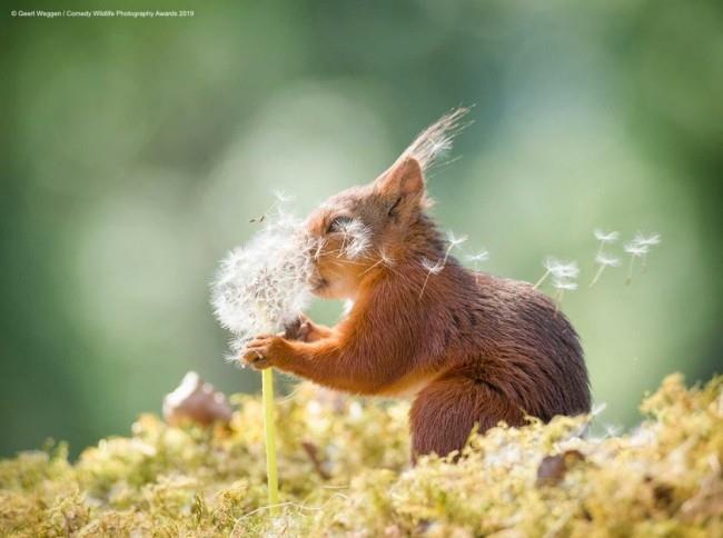 Comedy Wildlife Photography Awards 2019 - Ακολουθούν οι νικήτριες φωτογραφίες ευχές σκίουρου αστείο σκίουρο