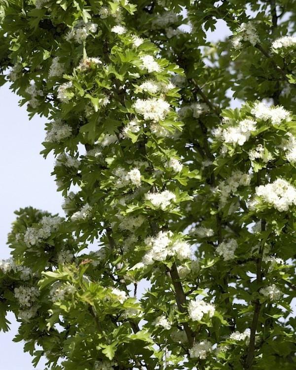 Crataegus monogyna «Stricta» σπιτικό δέντρο στο μικρό κήπο