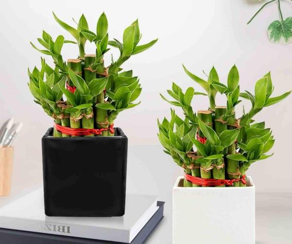 Φυτό εσωτερικού χώρου Dracena sanderiana Lucky Bamboo Feng Shui