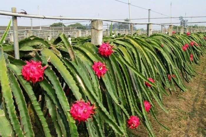 Dragon Fruit Health Αντιοξειδωτικές ποικιλίες Farm