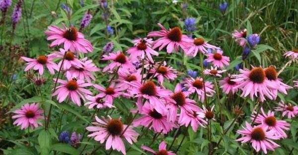 Echinacea purpurea μοβ βοσκοτόπος μελισσών κωνοφόρων