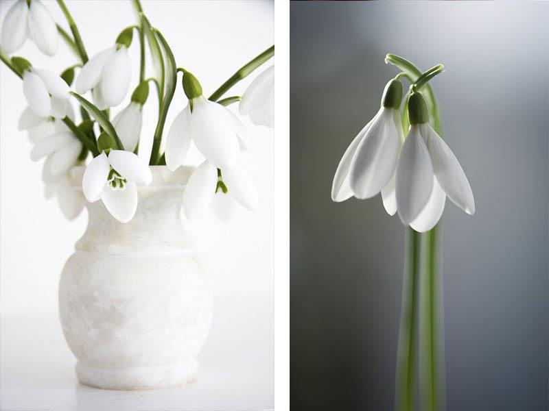 Βάζο νωρίς ανθισμένο snowdrop