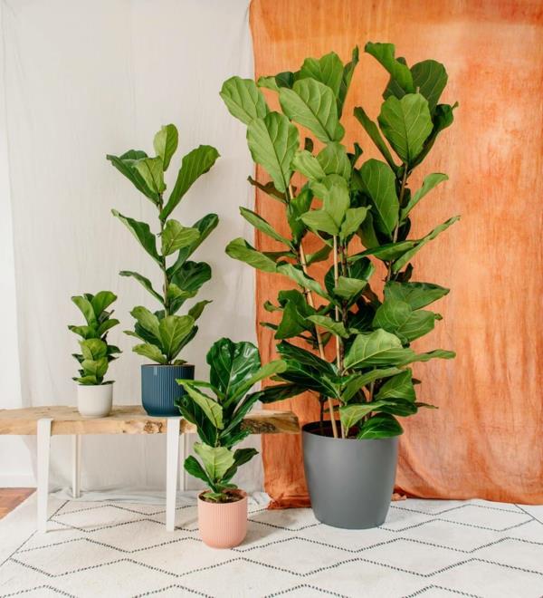 Βιολί φροντίδα σύκων Ficus lyrata Topfpfnaze