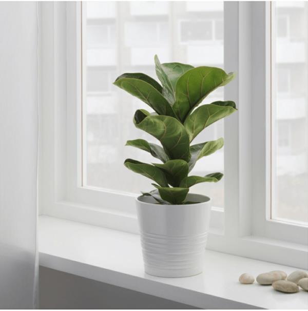 Βιολί φροντίδα σύκων Ficus lyrata easy care φυτά εσωτερικού χώρου περβάζι παραθύρου