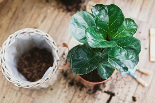 Fiddle Fig Care Repot Ficus Lyrata