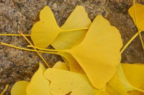 Δέντρο Ginkgo Ginkgo φύλλο σχήμα ανεμιστήρα δέντρο χρυσό χρώμα