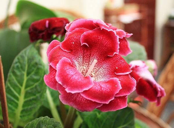 Gloxinia όμορφο κόκκινο λουλούδι που φαίνεται από κοντά, λευκό στην άκρη