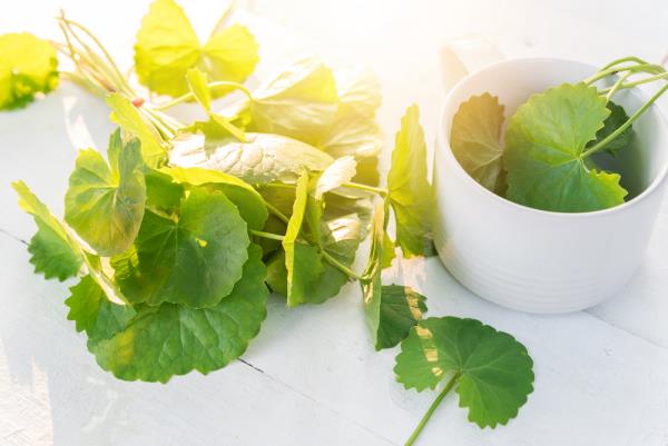 Θεραπευτική δύναμη Gotu Kola Asian pennywort από το ιατρικό βότανο της φύσης