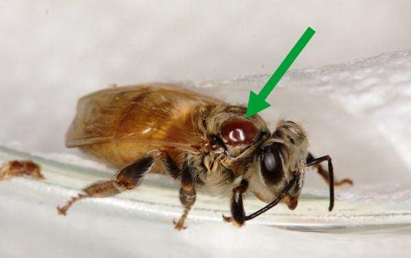 Το Hi-Tech Beehive CoCoon της BeeLife προστατεύει τις μέλισσες από το παράσιτο ακάρεων Varroa σε μια μέλισσα