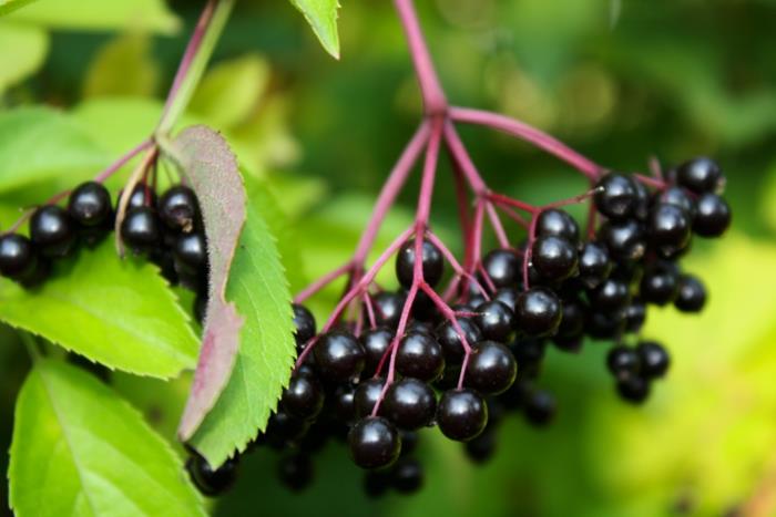 Μακροεντολή συνταγής σιροπιού Elderberry