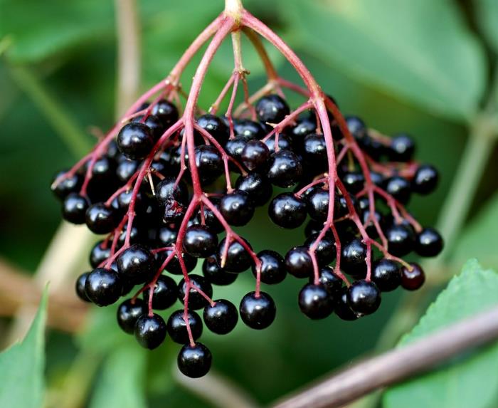 Η συνταγή σιροπιού Elderberry κλείνει