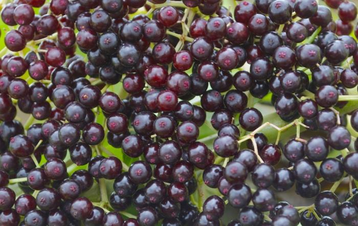 Συνταγή κρασιού Elderberry σταφύλια