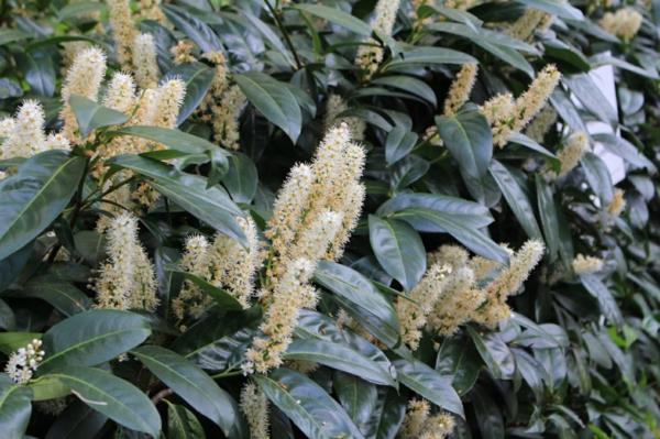 Δάφνη κερασιάς Prunus laurocerasus άνθη αειθαλών φυτών φράκτη