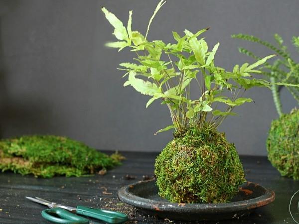 Το Kokedama καθιστά τα μπαλάκια από βρύα βρύα εσωτερικά φυτά εύκολα στη φροντίδα