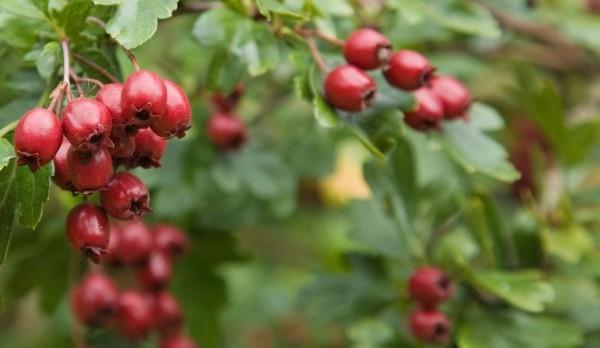 Βότανα Hawthorn ως θάμνος στη φύση κόκκινα μούρα