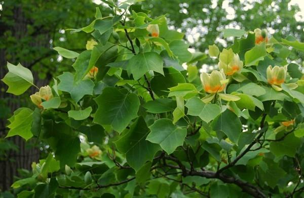 Liriodendron tulipifera τουλίπα δέντρο σπίτι δέντρο