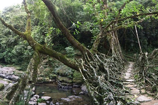 Φυσικές γέφυρες από αυξανόμενες ρίζες κλαδιά αμπέλου