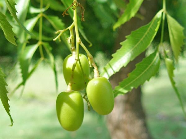 Λάδι Neem, φύλλα Neem και καρποί