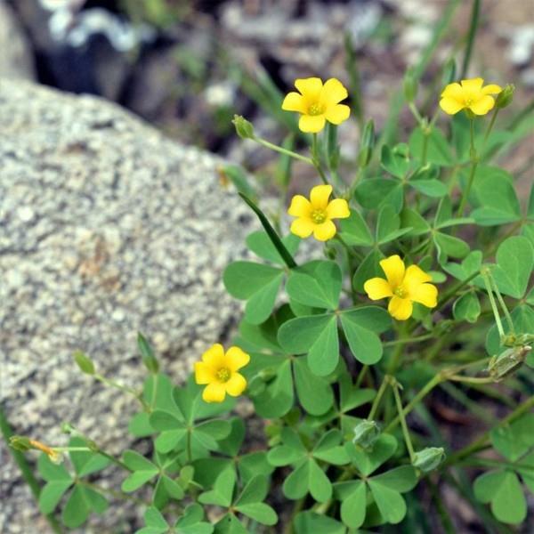 Oxalis ανοίγει αρμούς πράσινο ενάντια σε ζιζάνια κάλυψη εδάφους κίτρινα λουλούδια