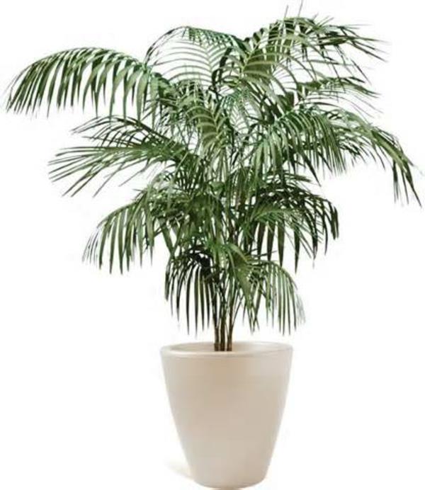 Palms-as-houseplants-date palm-hardy -white-flowerpot