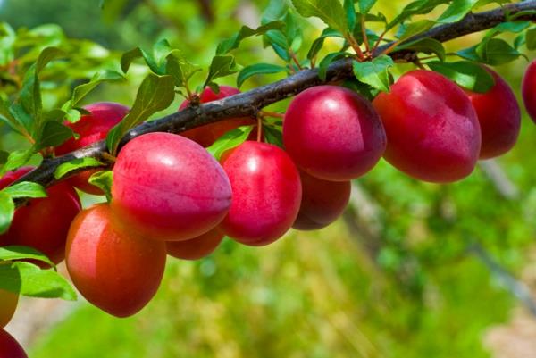 Προετοιμάστε κέικ δαμάσκηνου με συνταγή μαγιάς δαμάσκηνα δαμάσκηνα φρούτα δέντρου