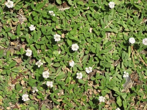 Phyla nodiflora ‘Summer carpet verbena as a green traf joint