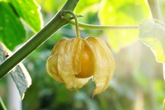 Physalis εξωτικά φρούτα στο δέντρο μικρά φρούτα δηλητηριώδη αλκαλοειδή στο λοβό